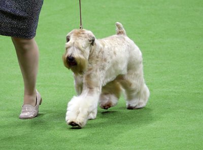 softcoatedwheatenterrier.jpeg