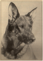 Rin-Tin-Tin-the-1st-1.png