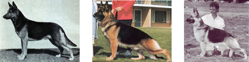 Three-GSDs-3.png