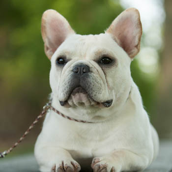 Ckc store french bulldog