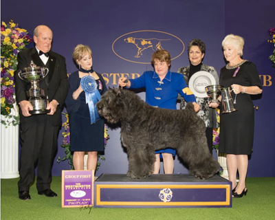 Baby lars the deals bouvier des flandres