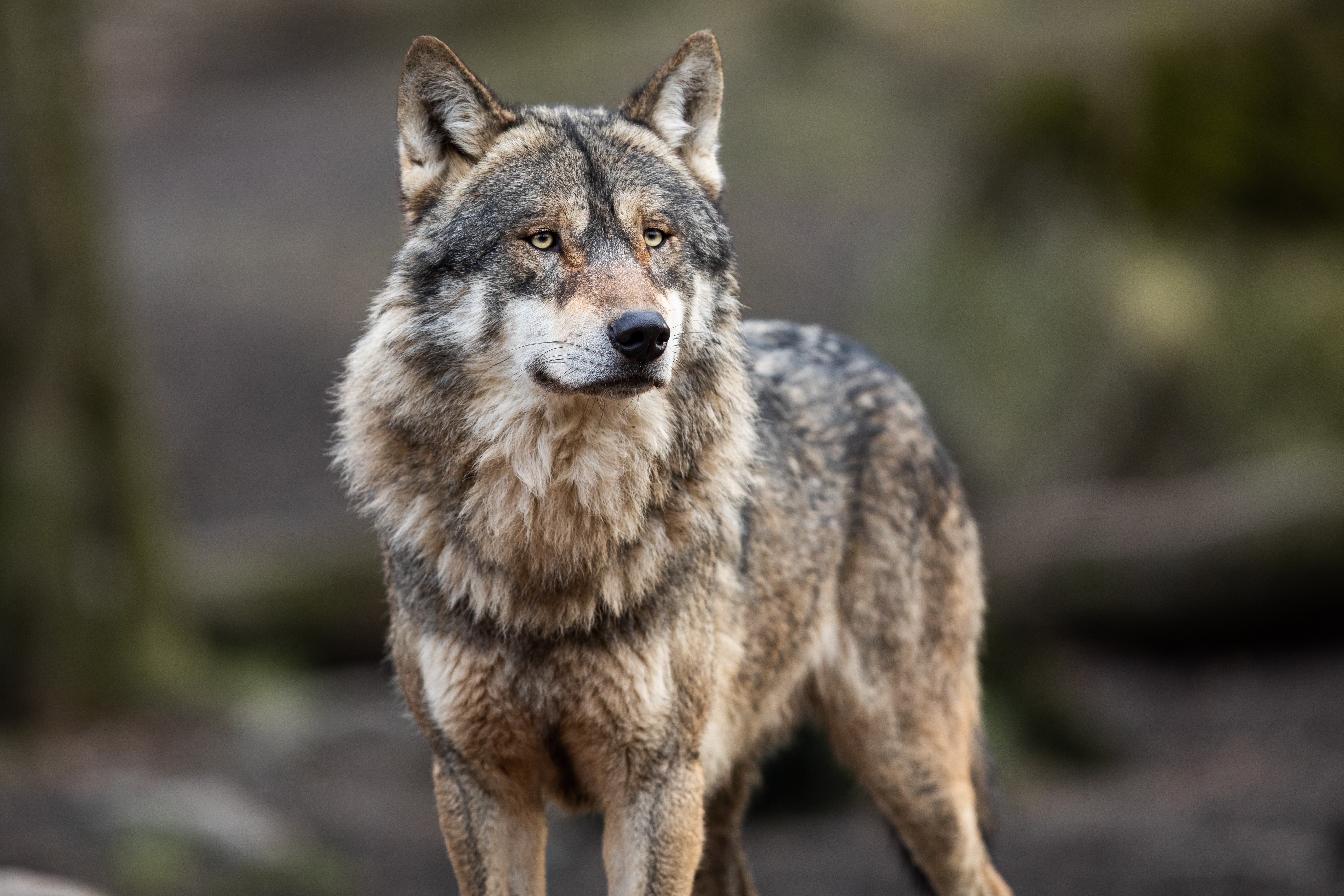 Irish wolfhound wolf sales hybrid