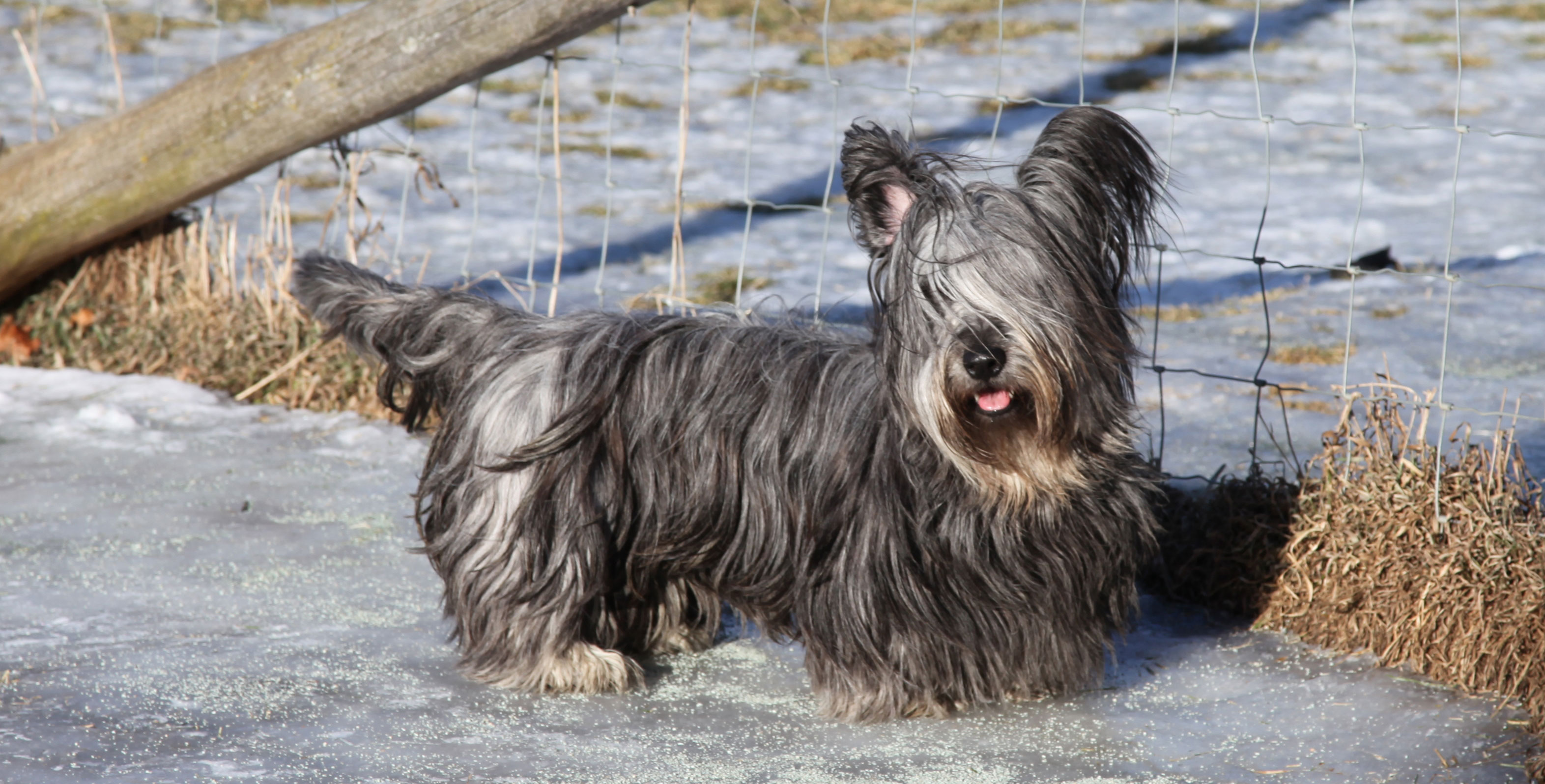 Blue sales skye terrier