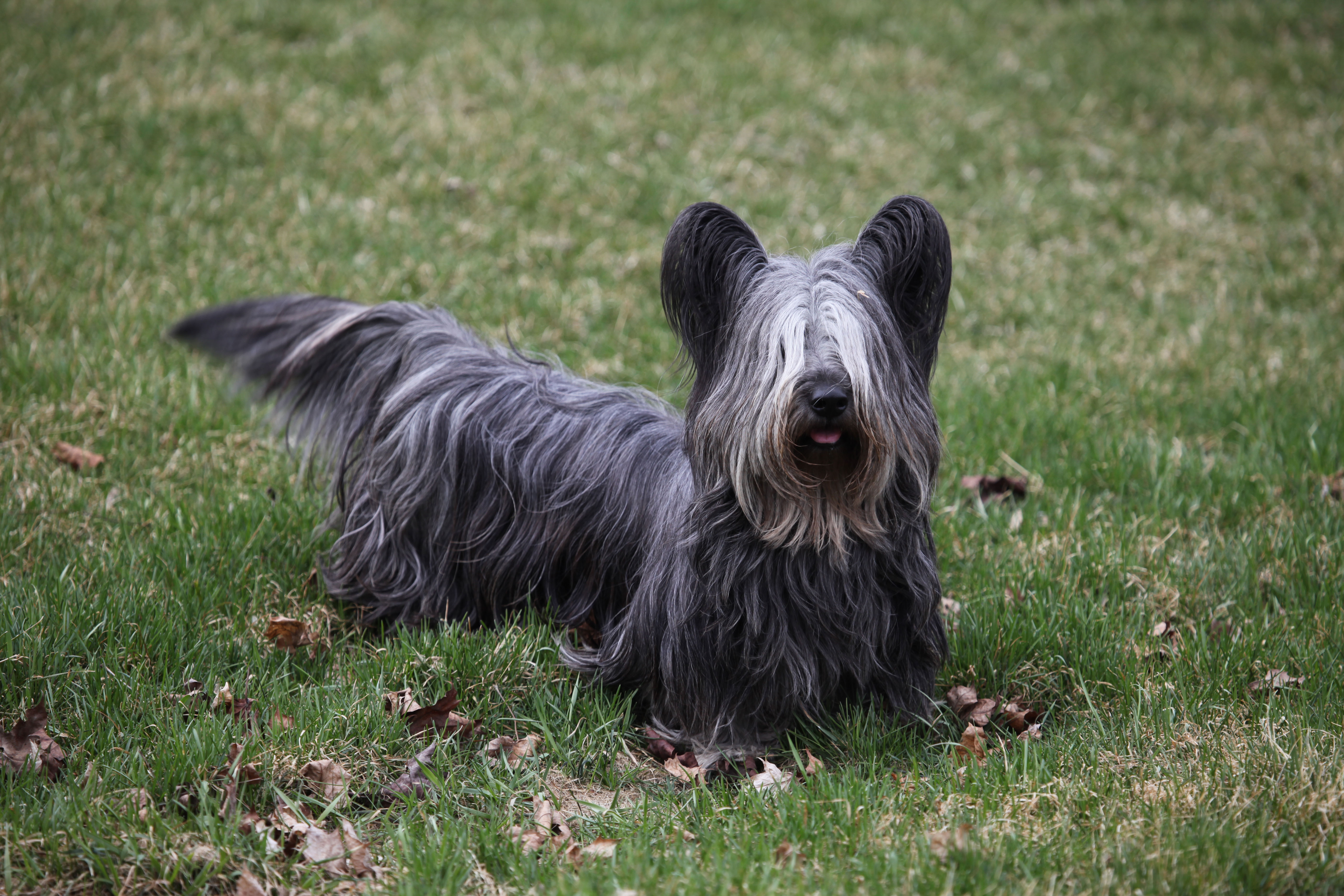 Isle of skye store terrier