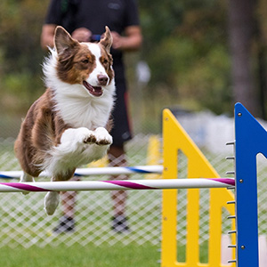 Agility-Jump-Photo-Jacques-Beauvais-1.jpg Agility-Jump-Photo-Jacques-Beauvais-1.jpg