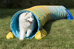 Agility-Tunnel-Photo-Brian-Gray-1.jpg Agility-Tunnel-Photo-Brian-Gray-1.jpg