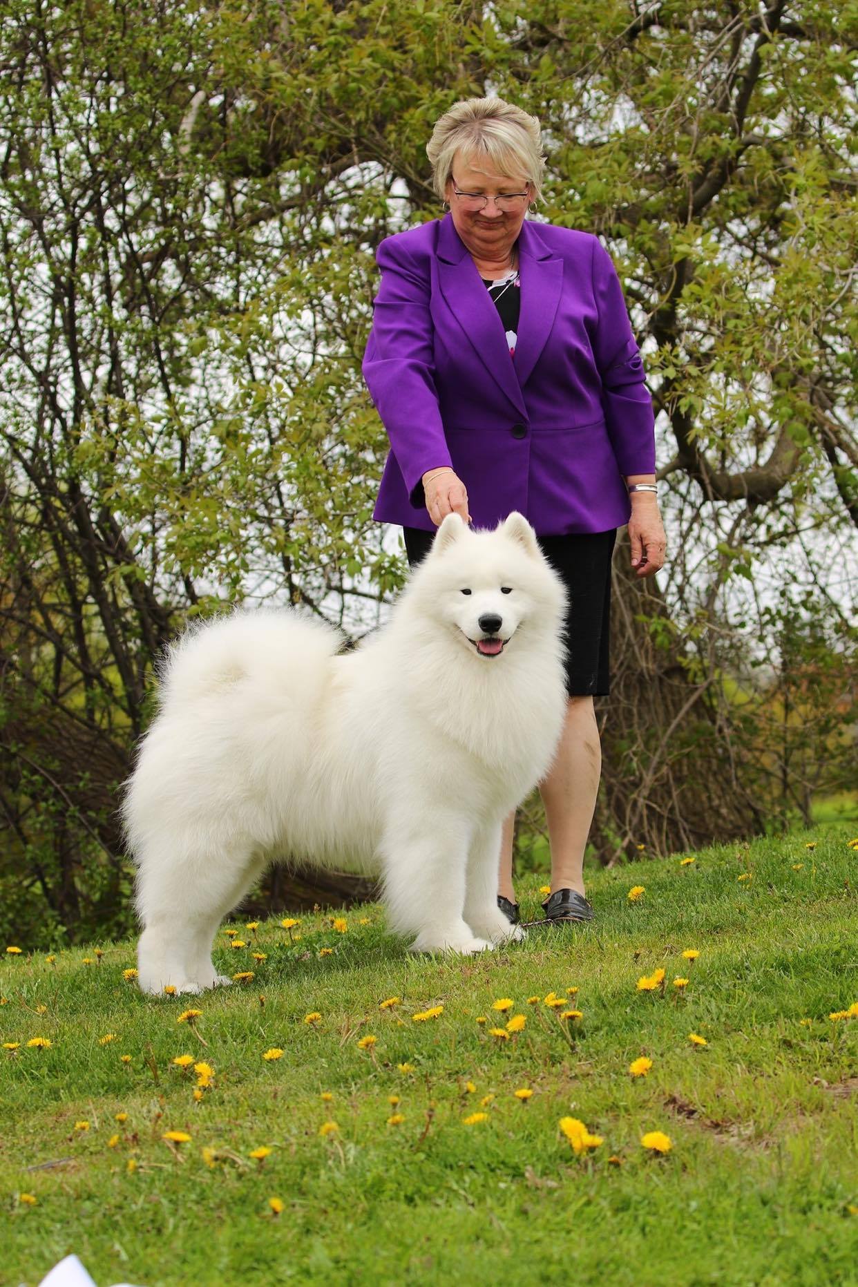 Miniature best sale samoyed breeders