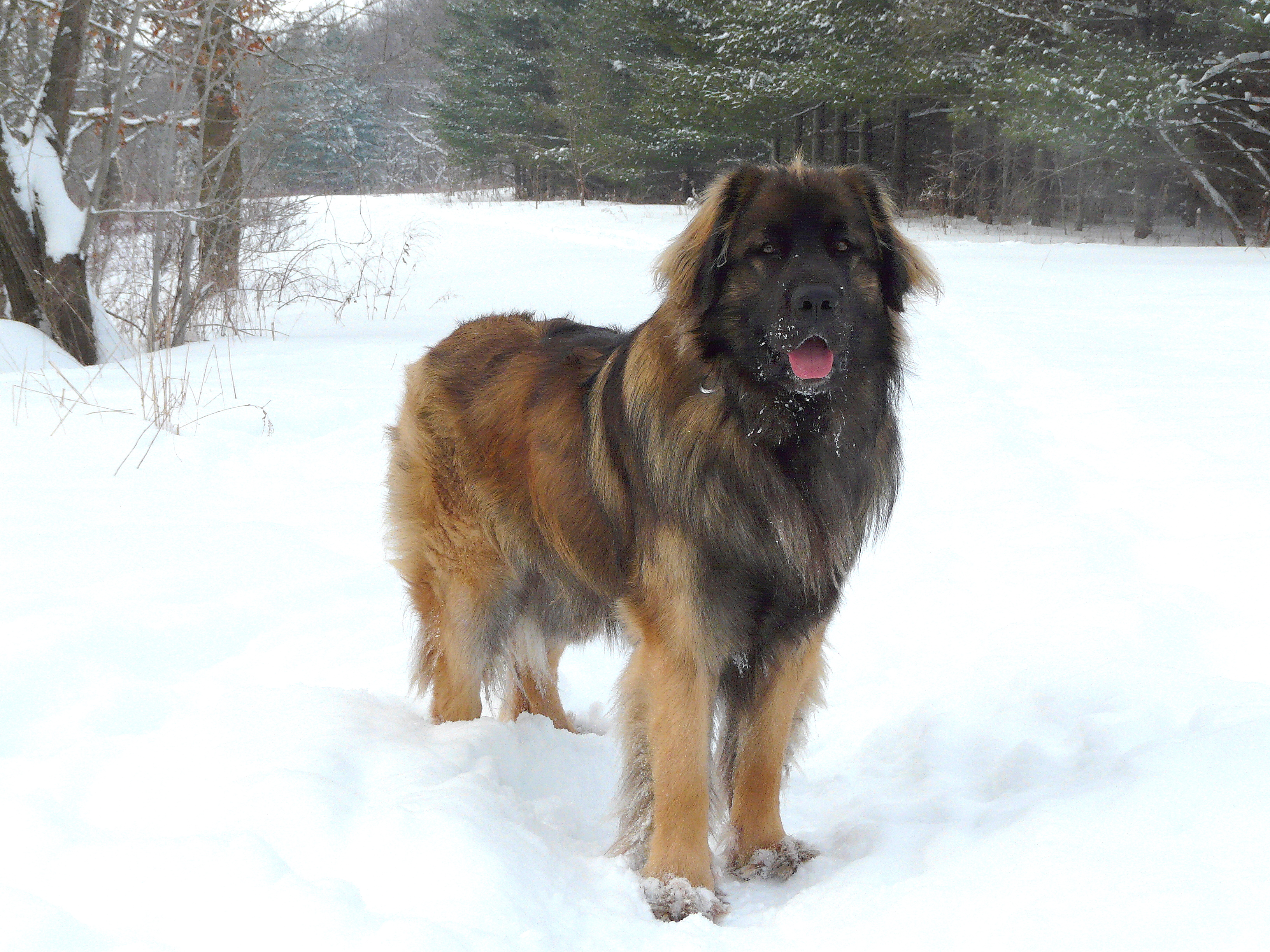 Miniature leonberger store