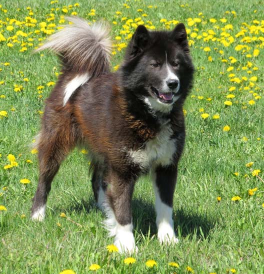 Canadian eskimo hot sale dog puppy