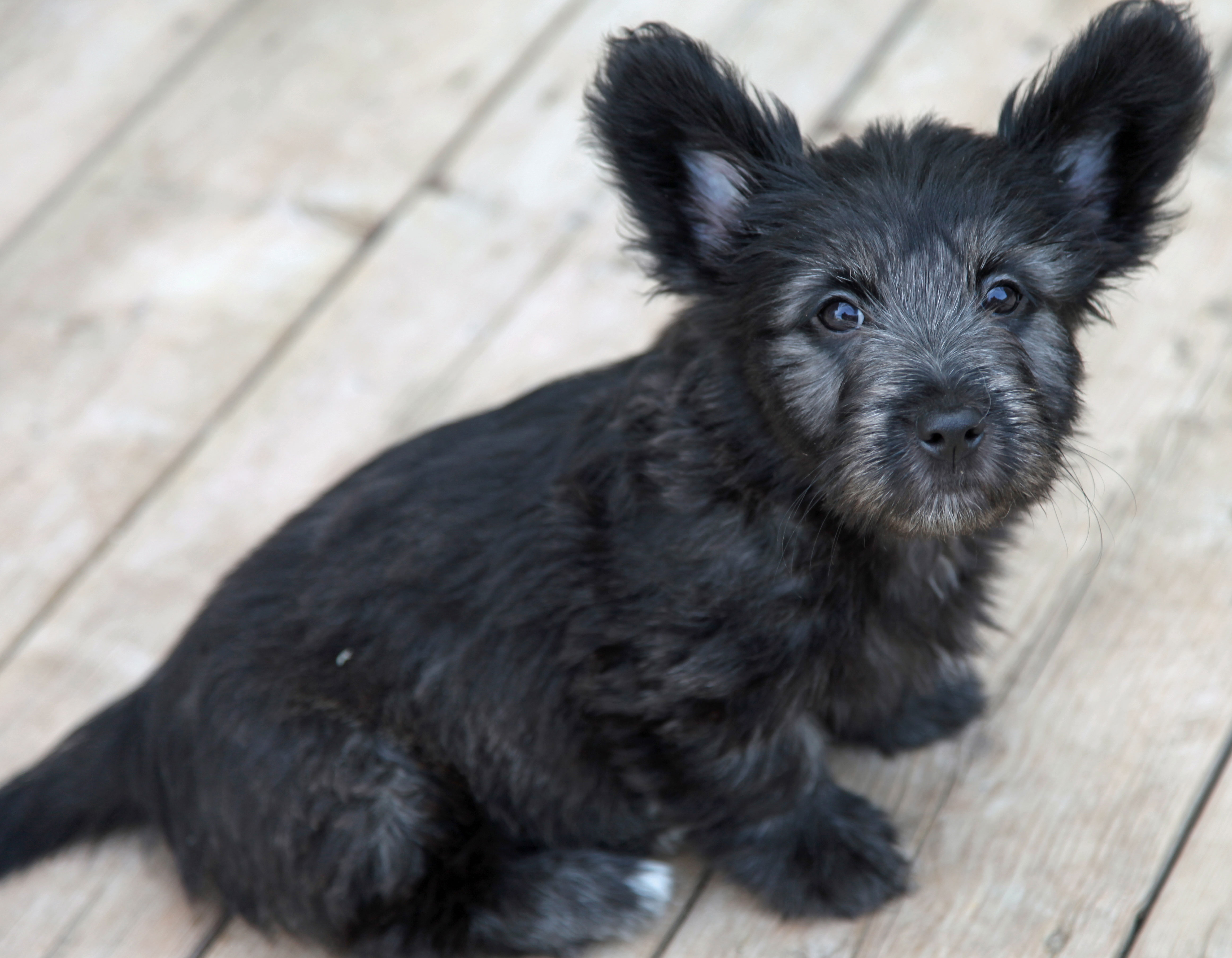 Black store skye terrier