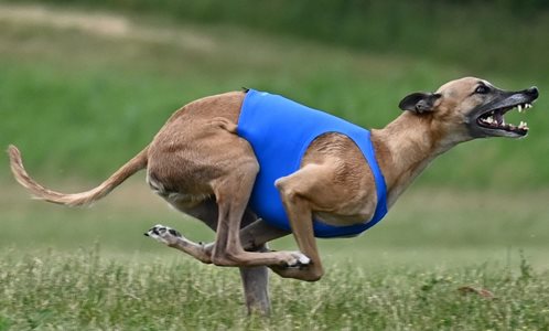 https://www.ckc.ca/getmedia/0a278c71-77fa-4184-8eb0-6800cbe8d3f4/Top-Dogs-2021-Field-1-Lure-Coursing-Vulcan-Whippet-photo-Marie-Heidebrecht-2_1.aspx?width=498&height=300