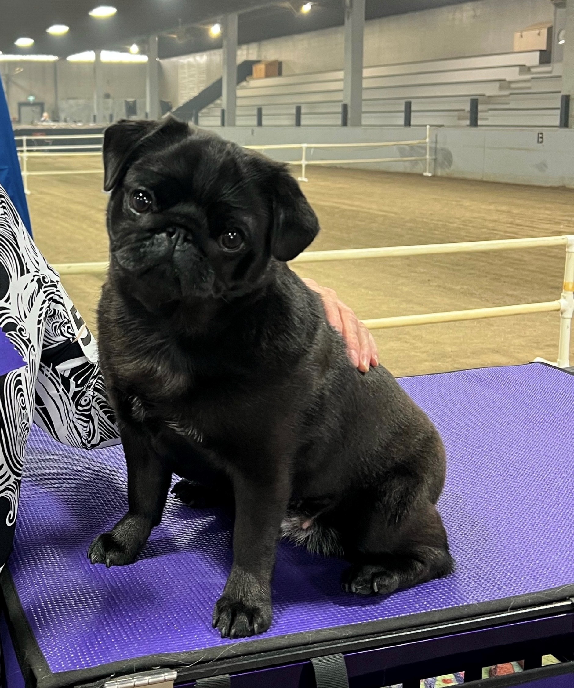 Pug club store of america breeders