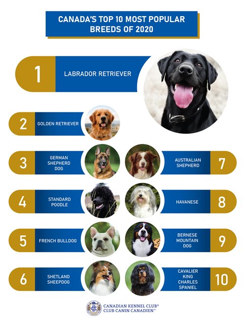 Top 10 Popular Dog Breeds Infographic Most Common Dog Breeds