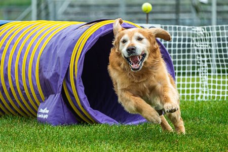 Best dog breeds hot sale for agility training