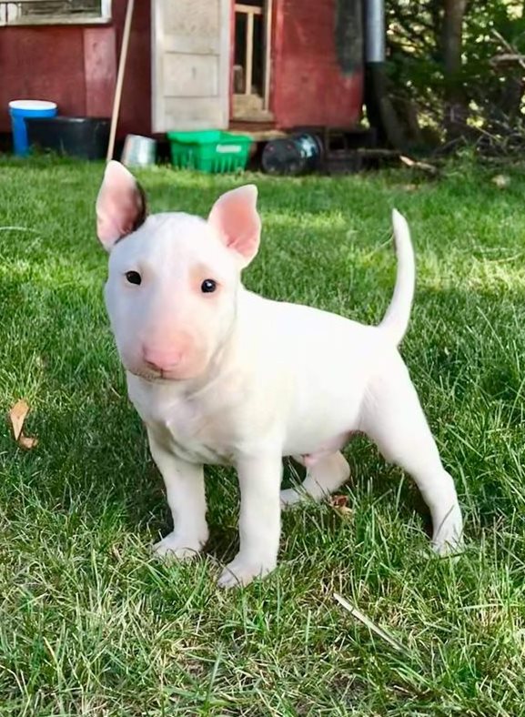 Bull terrier best sale kennel club