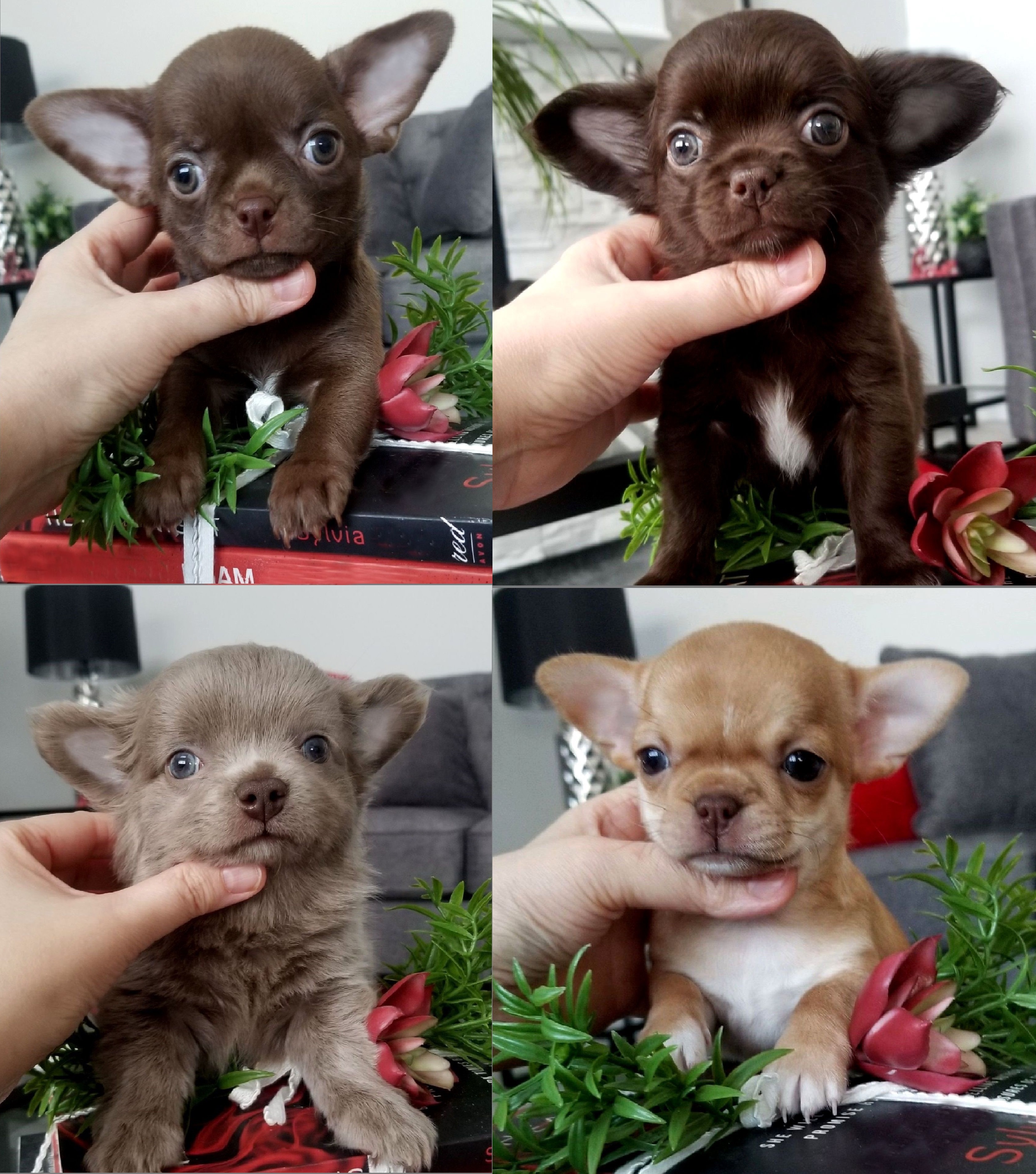 Ckc hot sale chihuahua breeders